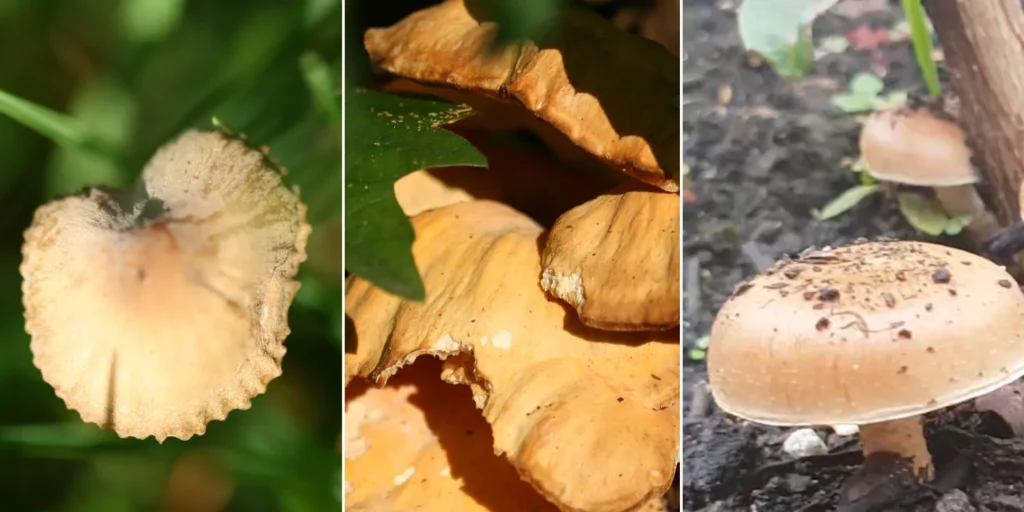 A close-up photo of 3 types of mushrooms focusing on their irregularities. Made for the article about sculpting scenic bases by Minichix Studio