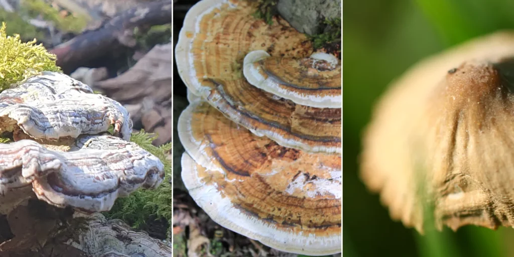A close-up photo of various mushrooms focusing on their colour patterns. Made for the article about sculpting scenic bases by Minichix Studio